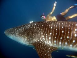 (Resized image) Taken whilst snorkelling with whale shark... by Petra Kuzev 